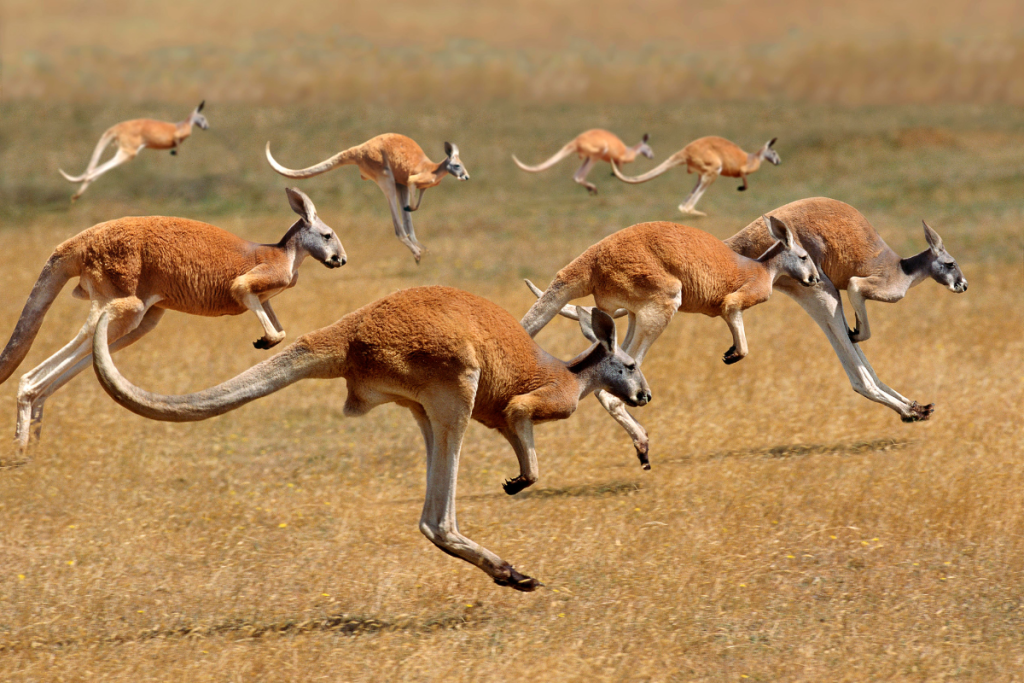 cockburn history kangaroo farming